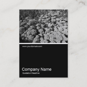 Carte De Visite Demi&Demi Photo 0234 - Sédum "Joie d'automne"