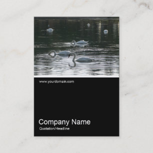 Carte De Visite Demi&Demi Photo 0257 - Cygnes