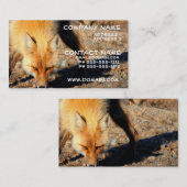 Carte de visite d'habitat de Fox rouge (Devant / Derrière)