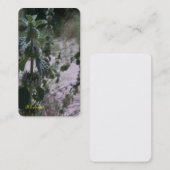 Carte de visite d'herbe de marube (Devant / Derrière)