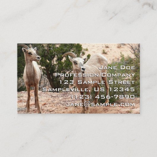 Carte De Visite Drôle Mouton de Bighorn dans le parc national Zion (Devant)