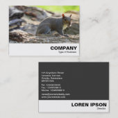 Carte De Visite Écureuil gris (Devant / Derrière)