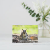 Carte De Visite Écureuil gris (Debout devant)