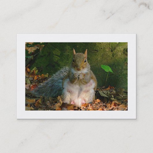 Carte De Visite Écureuil Gris (bordé) (Devant)