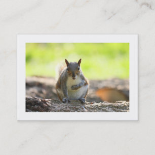 Carte De Visite Écureuil gris (Bordé)