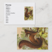 Carte De Visite Écureuil Vintage (Devant / Derrière)