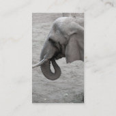 Carte de visite éléphant (Dos)