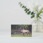 Carte De Visite Elk 2 (Debout devant)
