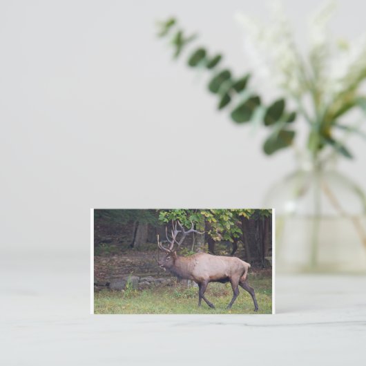 Carte De Visite Elk 2 (Debout devant)