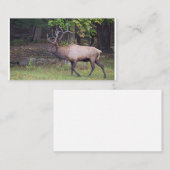 Carte De Visite Elk 2 (Devant / Derrière)