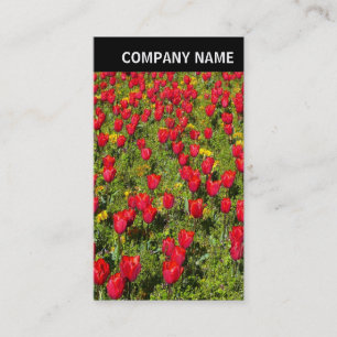 Carte De Visite En-tête V - Photo - Tulips