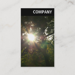 Carte De Visite En-tête V - Soleil dans les arbres