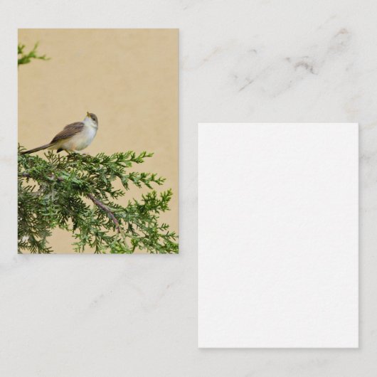 Carte De Visite Épervier (Devant / Derrière)