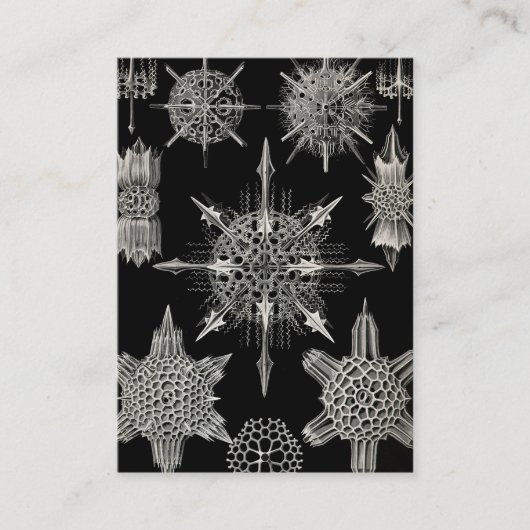 Carte De Visite Ernst Haeckel | Acanthophracta (Devant)