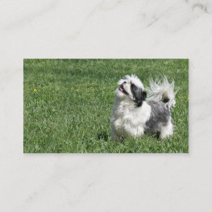 Carte de visite espiègle de Shih Tzu