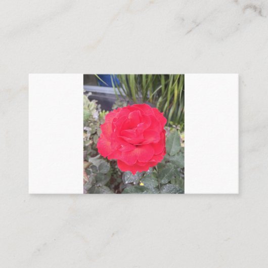 Carte De Visite essai (Devant)