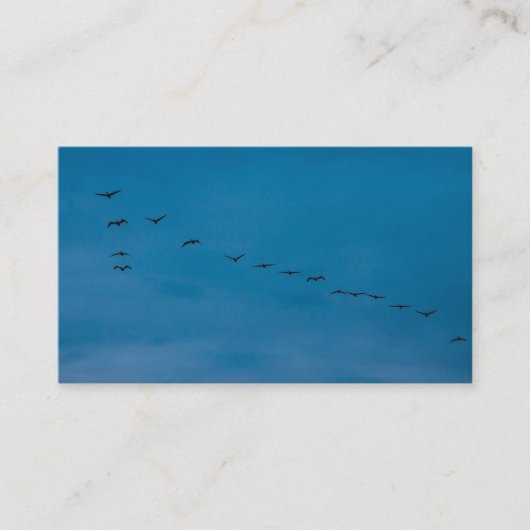 Carte De Visite Été 2019 Mouettes à la recherche de nourriture (Devant)