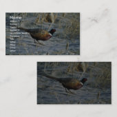 Carte De Visite faisan Anneau-étranglé (Devant / Derrière)