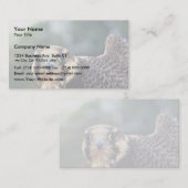 Carte De Visite Faucon pérégrin (Devant / Derrière)