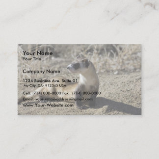 Carte De Visite Ferret à pied noir (captif)
