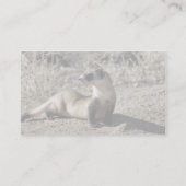 Carte De Visite Ferret à pied noir (captif) (Dos)