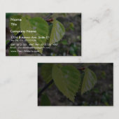 Carte De Visite Feuilles verts des Feuilles de Birch (Devant / Derrière)
