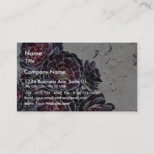 Carte De Visite Fleur d'Aeonium sur les roches sèches