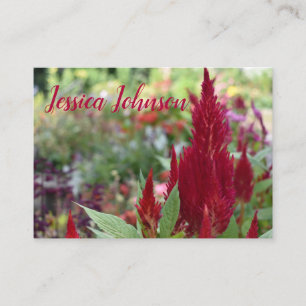 Carte De Visite Fleur rouge Celosia Floral Nature Garden Photograp