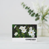 Carte De Visite Fleurs Cosmos Blanches (Debout devant)