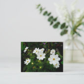 Carte De Visite Fleurs Cosmos Blanches, Mini Photo (Debout devant)