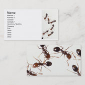 Carte De Visite fourmis (Devant / Derrière)