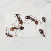 Carte De Visite fourmis (Dos)