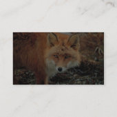 Carte De Visite Fox rouge au cap Newenham (Dos)
