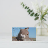 Carte De Visite Frilles orientales (Debout devant)