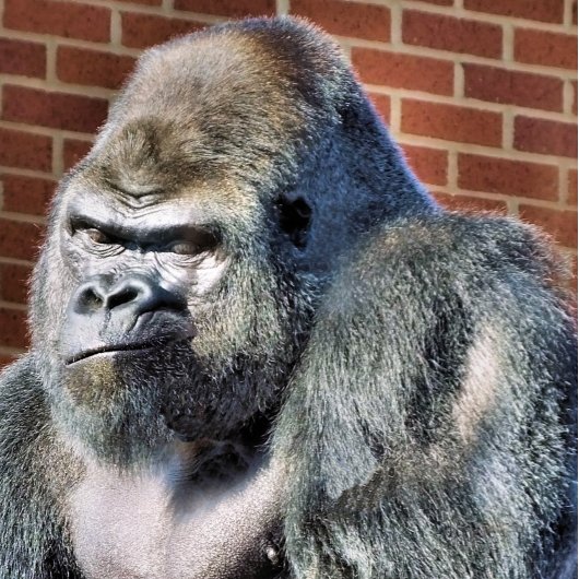 CARTE DE VISITE FUNNY GORILLA