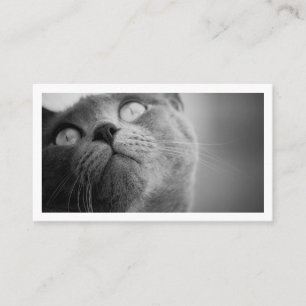 Carte De Visite Garde d'animaux simple moderne