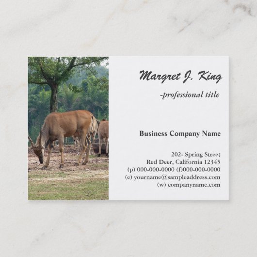 Carte De Visite Gazelle, zoo d'animaux sauvages, 羚. (Dos)