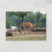 Carte De Visite Gazelle, zoo d'animaux sauvages, 羚. (Devant)