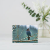 Carte de visite Geai Stellaire Incroyable (Debout devant)