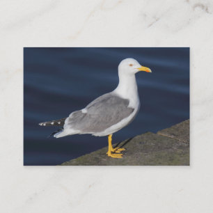 Carte De Visite Goéland à pattes jaunes