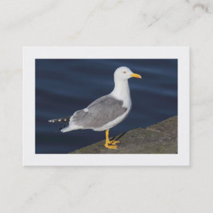 Carte De Visite Goéland à pattes jaunes (Bordé)