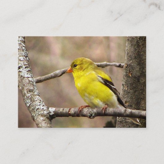Carte De Visite Goldfinch ATC (Devant)