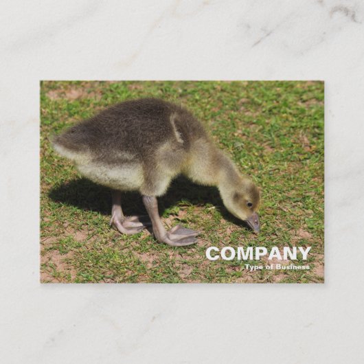 Carte De Visite Gosling (Devant)