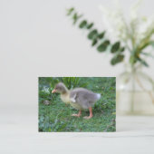 Carte De Visite Gosling (Debout devant)