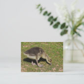 Carte De Visite Gosling (Debout devant)
