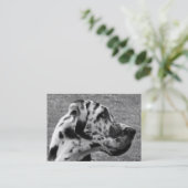 CARTE DE VISITE GRAND DANE (Debout devant)