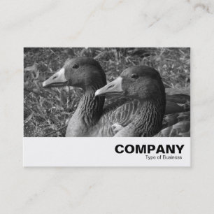 Carte De Visite Grey Geese B&W