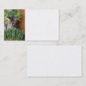 Carte de visite Grey Kitten (Devant / Derrière)