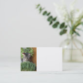 Carte de visite Grey Kitten (Debout devant)