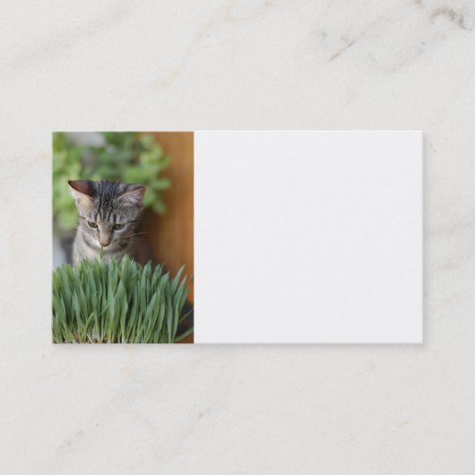 Carte de visite Grey Kitten (Devant)